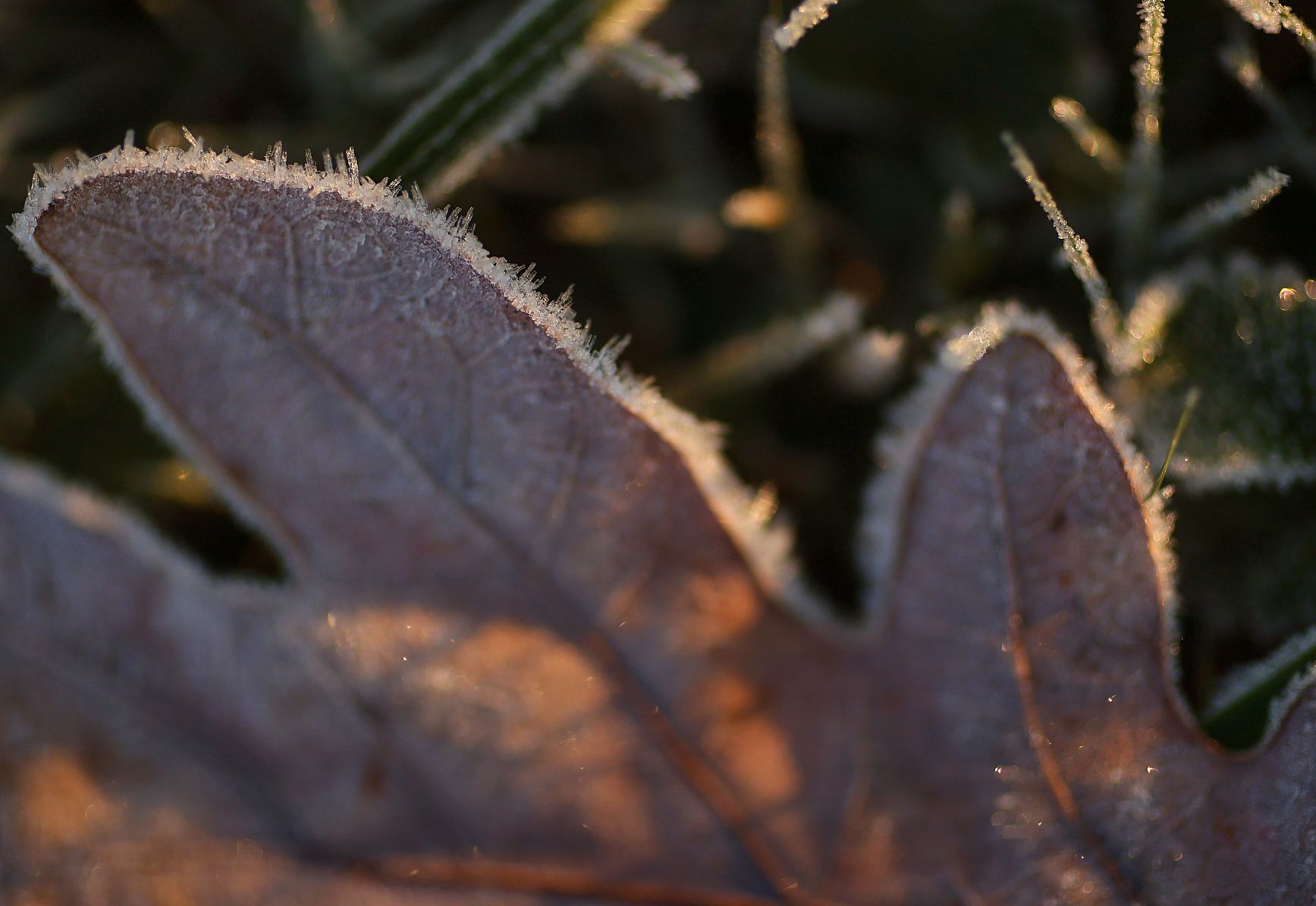 Morning frost fleeting as mid 50s afternoon to come